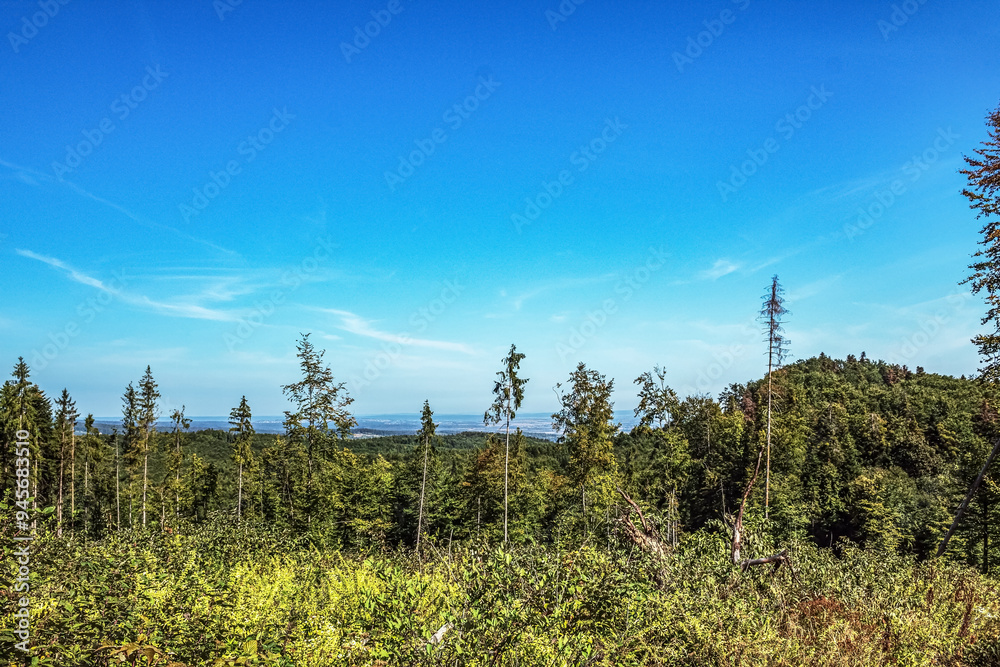 Landscapes - Forest - Europe, Romania, Suceava region Landscapes - Forest - Europe, Romania, Suceava region