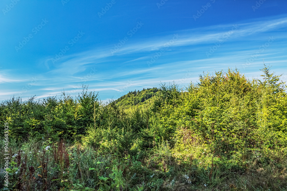 Landscapes - Forest - Europe, Romania, Suceava region Landscapes - Forest - Europe, Romania, Suceava region