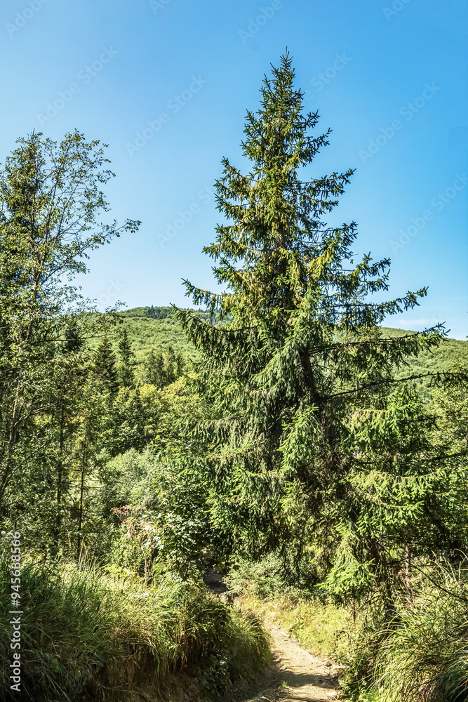 Landscapes - Forest - Europe, Romania, Suceava region Landscapes - Forest - Europe, Romania, Suceava region