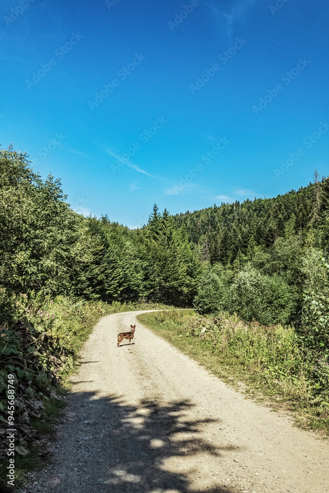 Fototapeta premium Landscapes - Forest - Europe, Romania, Suceava region