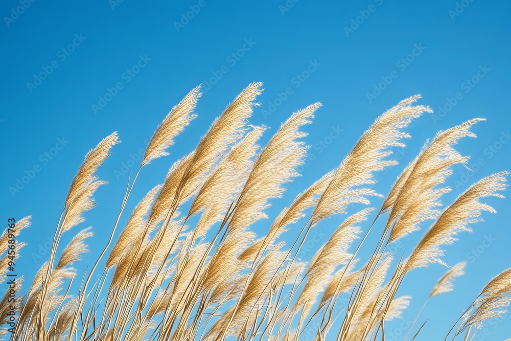 Tall stalks of golden wheat swaying in the wind with a blue sky in the background. Tall stalks of golden wheat swaying in the wind with a blue sky in the background.