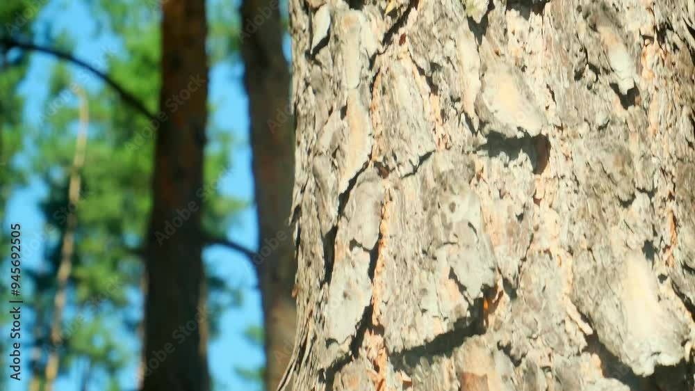 Bottom view of a big pine tree in a forest. Crowns of trees with bright morning sunrays. Looking from top to the bottom.