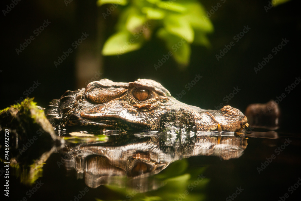 Obraz premium Caiman lurking partially submerged in water