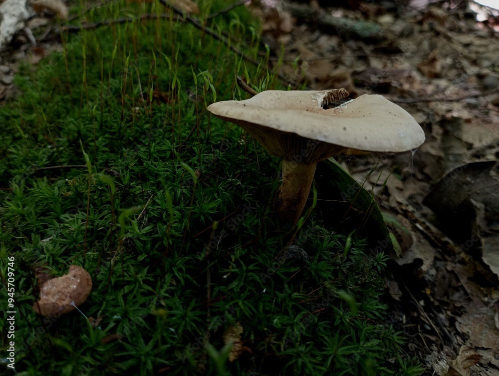 Fototapeta premium A poisonous mushroom with a wide hat in green moss. Autumn mushrooms in the forest. Natural backgrounds and textures with mushrooms.