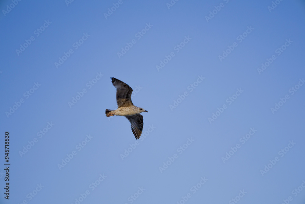 Obraz premium seagull in flight