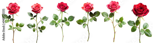 Set of beautiful red roses on a transparent background. Plants and flowers concept.