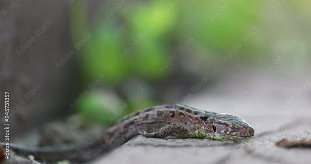 Sleeping or Dead Lizard lies on track. Wildlife. Animal Reptile closeup. Sleeping or Dead Lizard lies on track. Wildlife. Animal Reptile closeup.
