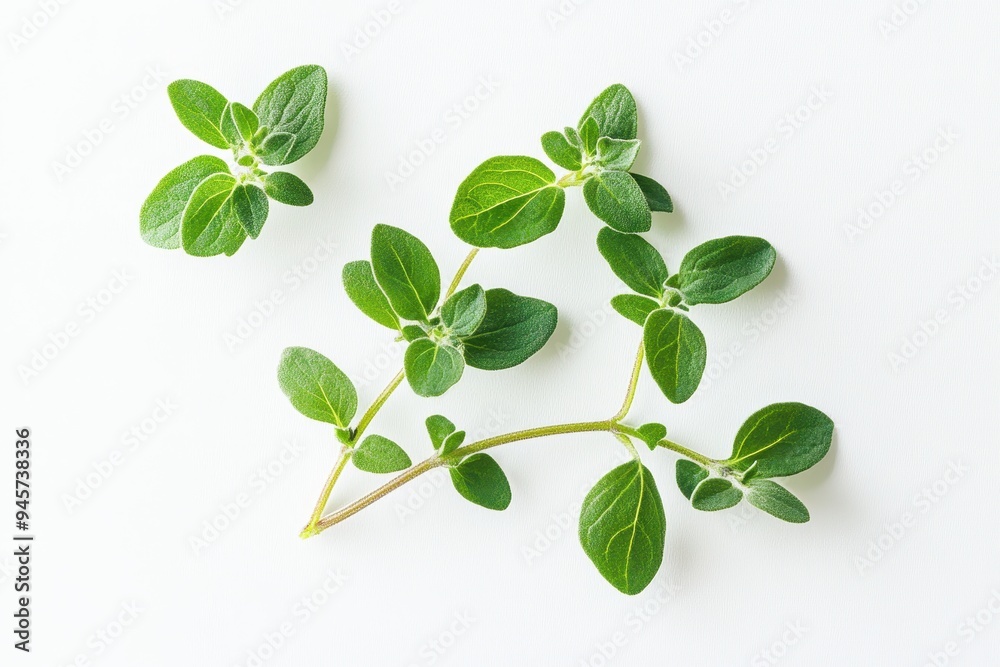 A sprig of fresh oregano leaves on a white background. A sprig of fresh oregano leaves on a white background.
