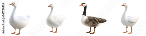 A diverse collection of geese showcasing various species and colors, ideal for nature and wildlife photography. photo