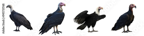 A stunning collection of vultures displaying different colors and postures, showcasing their unique features and characteristics.