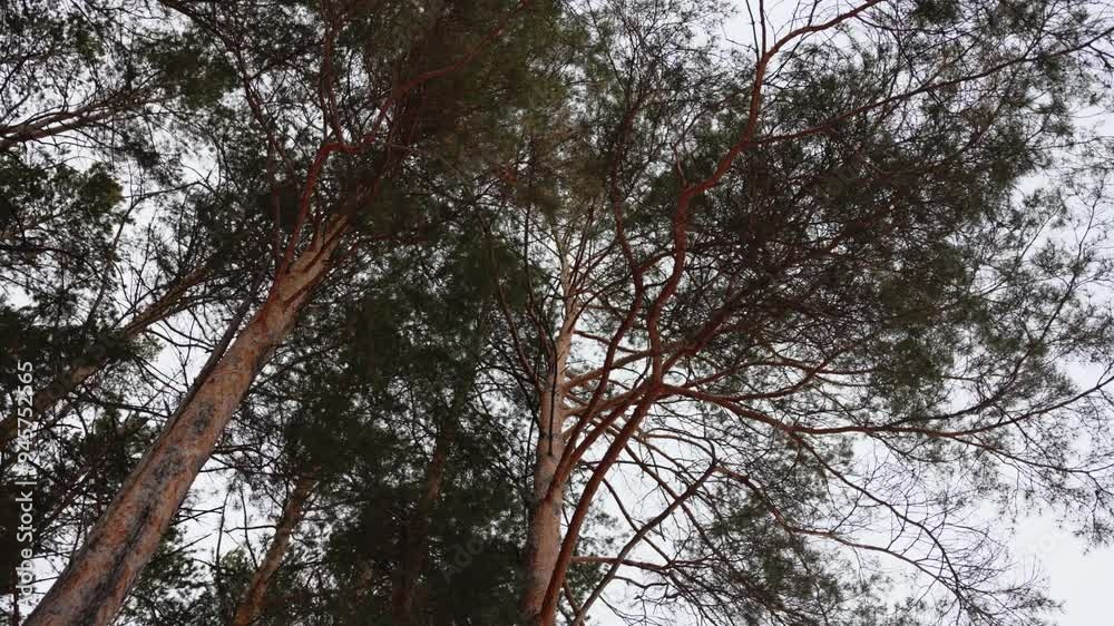 High pine trees with thin trunks under grey sky bottom view. Young coniferous forest plants on gloomy day. Wild nature flora conservation High pine trees with thin trunks under grey sky bottom view. Young coniferous forest plants on gloomy day. Wild nature flora conservation