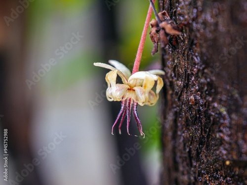 Fototapeta Naklejka Na Ścianę i Meble -  Cocoa flowers (Theobroma cacao) on growing tree trunk close-up ,Cacao flowers on cocoa tree, macro