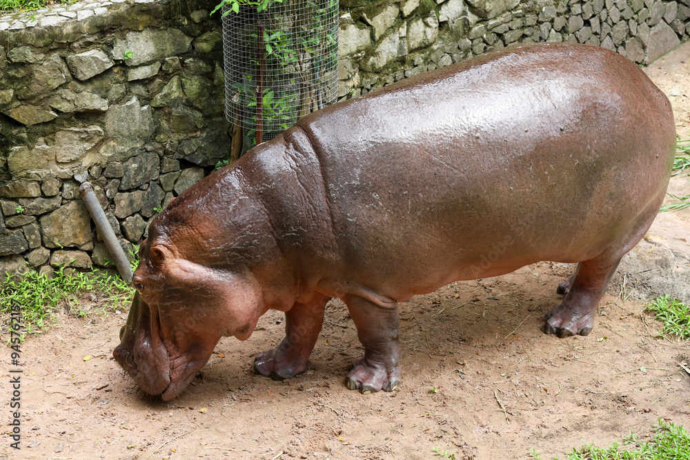 Close up head The Big hippopotamus in garden Close up head The Big hippopotamus in garden
