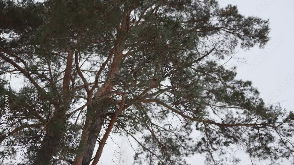 Dark pine trees with branches crown against grey sky. Coniferous forest plants in wild wood on gloomy day. Nature conservation in park Dark pine trees with branches crown against grey sky. Coniferous forest plants in wild wood on gloomy day. Nature conservation in park