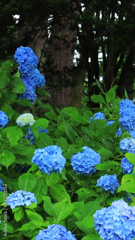 アジサイ　花　梅雨　そよ風　イメージ	