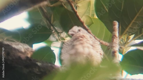 wild bird life in the wild, this bird in Indonesia is called the Javan turtle dove, a bird species in the Columbidae tribe, from the genus Geopelia photo