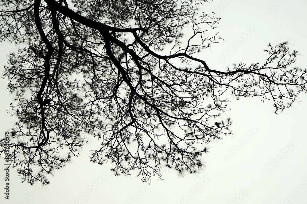 Fototapeta premium Deodar tree, Tirthan Valley, Himachal Pradesh, India, Asia