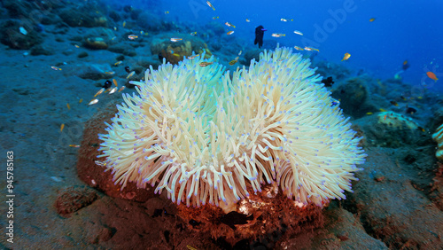 Fototapeta Naklejka Na Ścianę i Meble -  Underwater photo of anemone at a coral reef. From a scuba dive in Bali, Indonesia.
