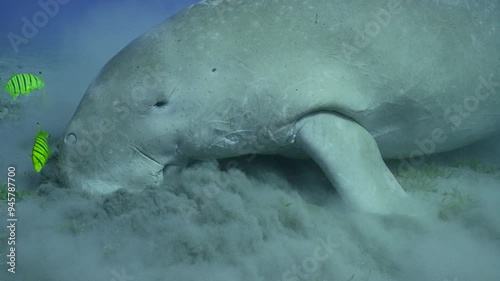 Se Cow or Dugong (Dugong dugon) raises silt clouds when eating Smooth ribbon seagrass (Cymodoce rotundata) on seagrass bed, slow motion photo