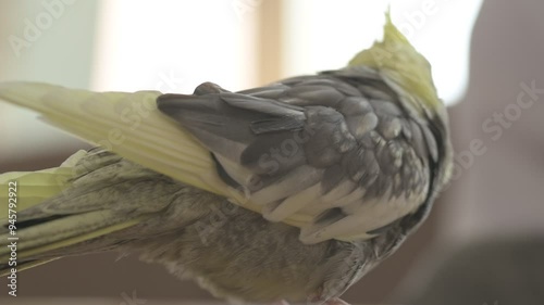 Funny cockatiel parrot, pet at home. Yellow gray cockatiel parrot flies around the apartment photo