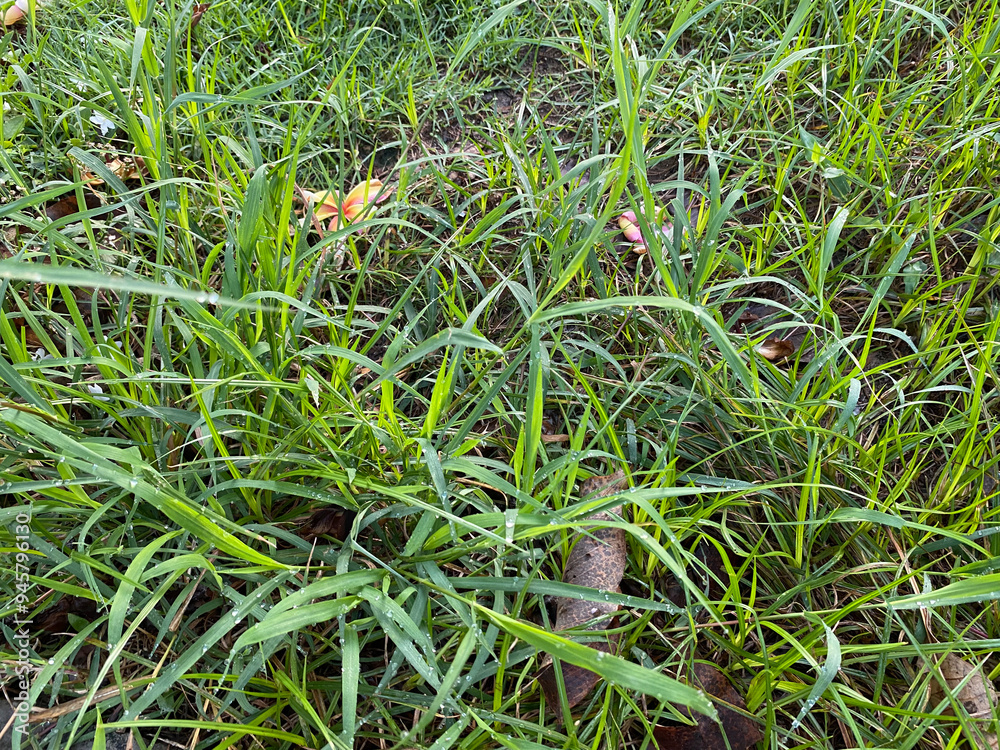 Obraz premium dew on grass