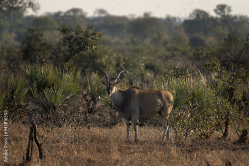 Common eland is staying among the bushes. Eland during safari in Kruger national park. The biggest antelope in Africa. . photo