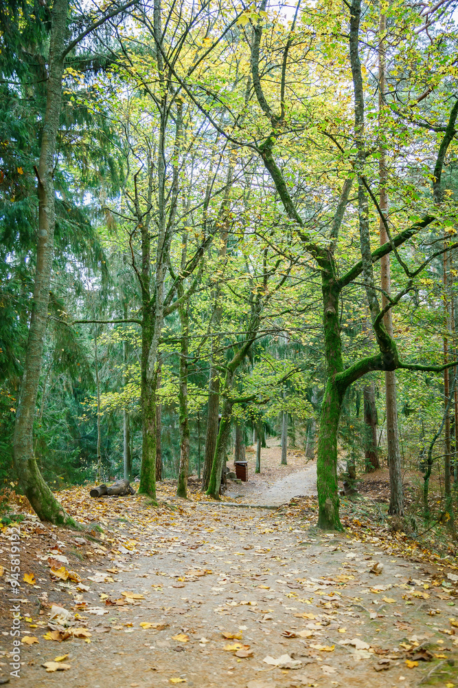 A tranquil autumnal forest path surrounded by tall trees with dense foliage and fallen leaves on the ground A tranquil autumnal forest path surrounded by tall trees with dense foliage and fallen leaves on the ground