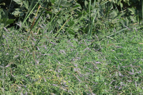 leaves and flower of Mentha longifolia