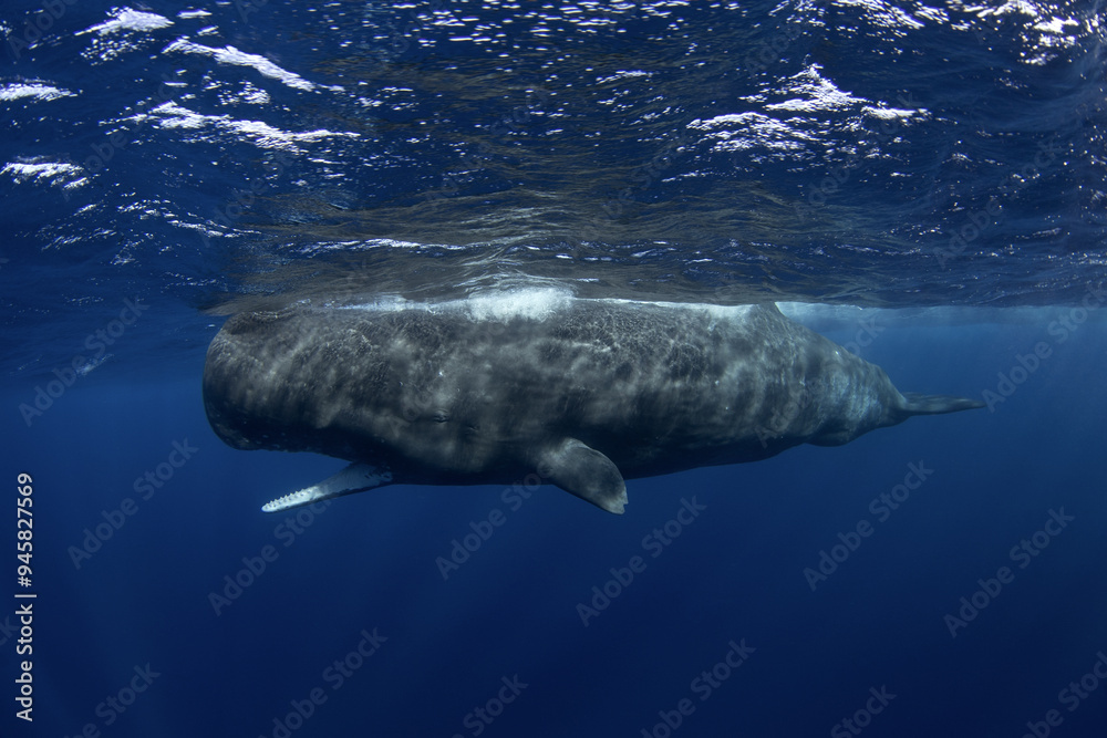 Naklejka premium Sperm whale close to surface. Marine life in Indian ocean. The biggest toothed predator.