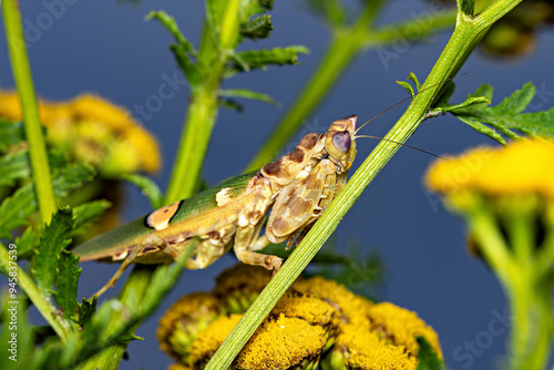 A Adult Flower Mantis in the wild photo