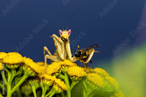 A Adult Flower Mantis in the wild photo