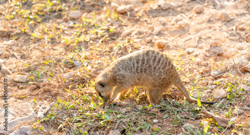 meerkat