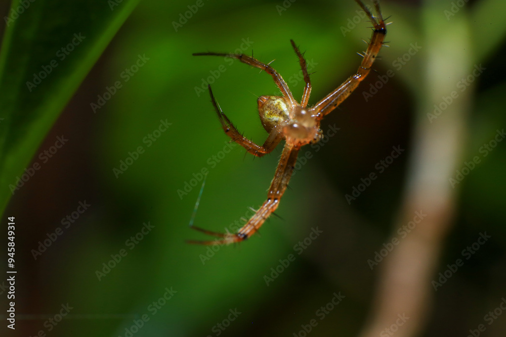 jumping spider macro close up on the black background in the nature jumping spider macro close up on the black background in the nature