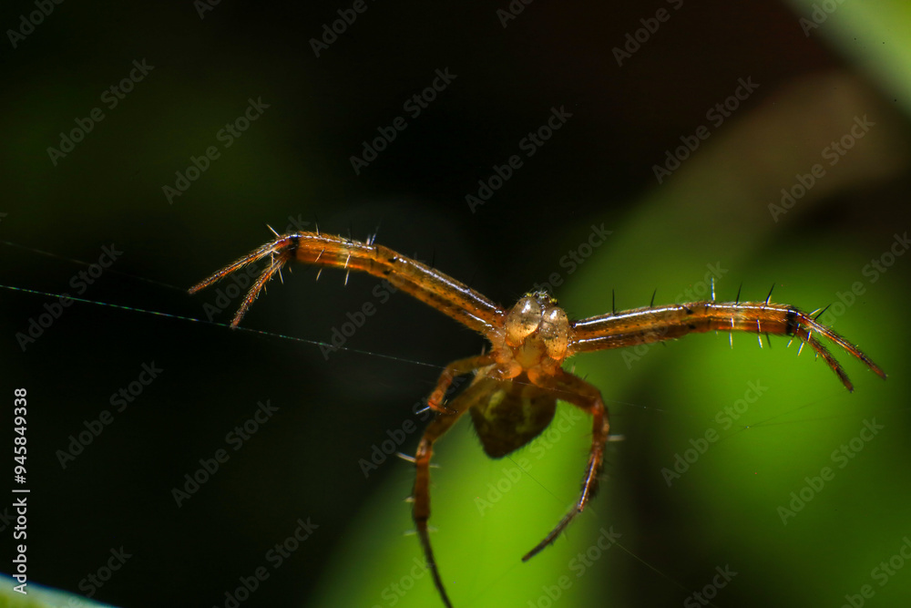 jumping spider macro close up on the black background in the nature jumping spider macro close up on the black background in the nature