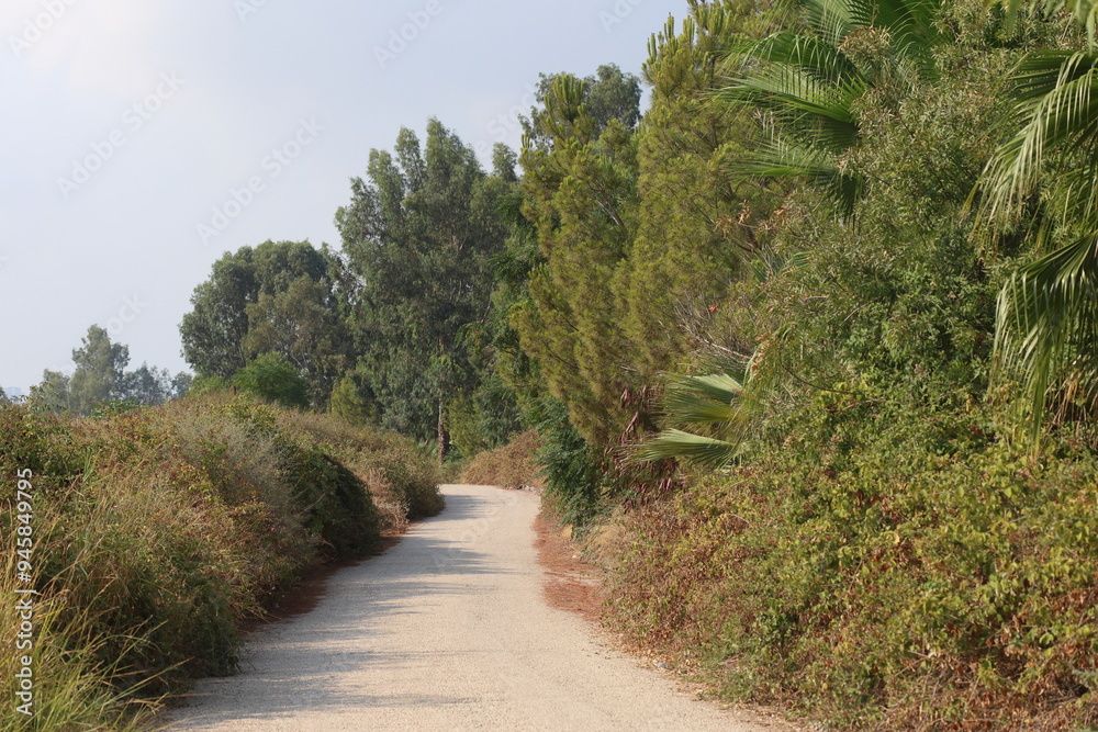 path in the field with trees and bushes path in the field with trees and bushes