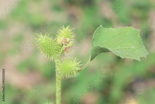 xanthium strumarium (rough cocklebur) is a species of annual plants of the family Asteraceae photo