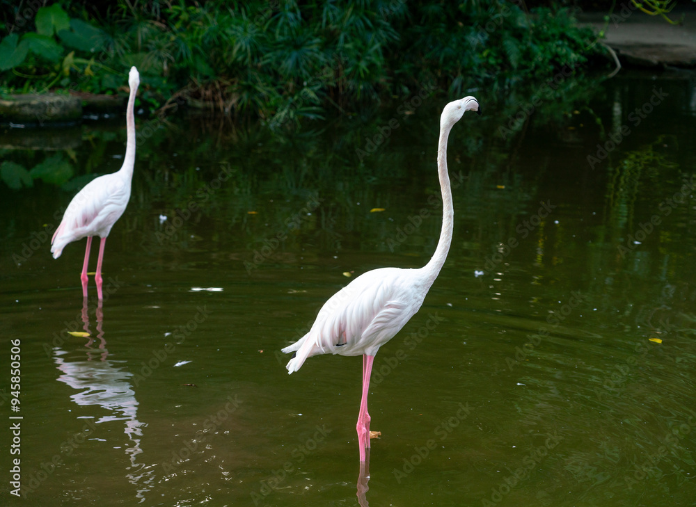 Fototapeta premium flamingo