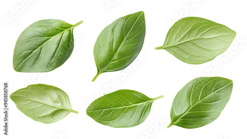 Set of fresh green basil leaves, isolated on transparent cutout background