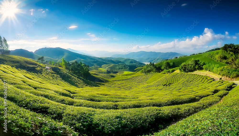 A boundless tea plantation with blue sky and mountains an wallpaper A boundless tea plantation with blue sky and mountains an wallpaper