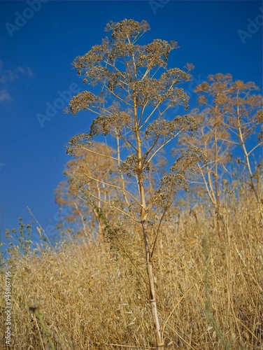 Golden dry blades of grass in the summer, daylight