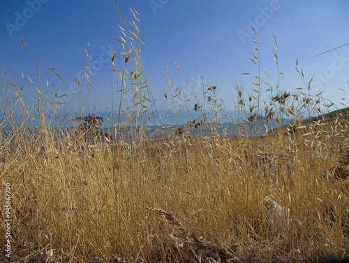 Golden dry blades of grass in the summer, daylight