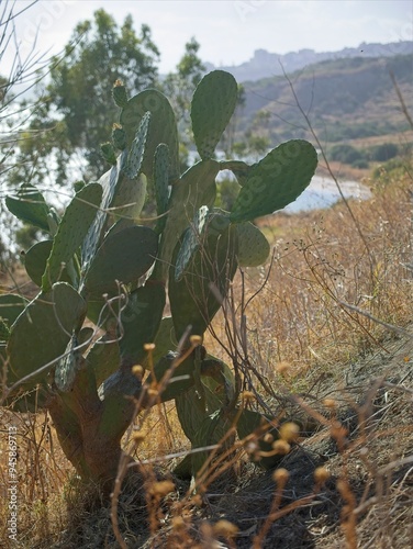 Prickly pear cactus in the south of Sicily, Italy