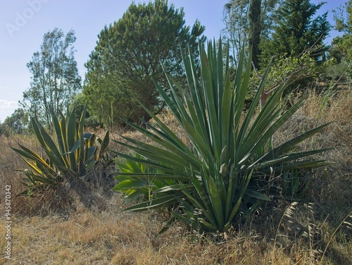 Candle palm lily in Sicily, Italy
