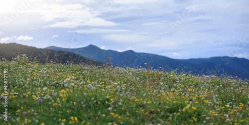 Beautiful high altitude forest grassland mountain landscape