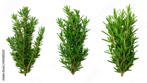 Fresh Rosemary Sprigs, Three bunches of vibrant rosemary with needle-like leaves, Aromatic Herbs on a transparent background.