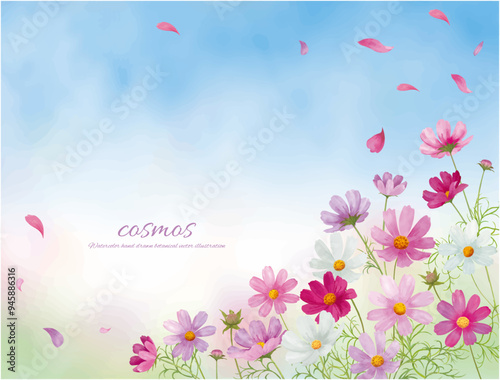 水彩手書きのピンクのコスモスの花と秋晴れの空の背景イラスト