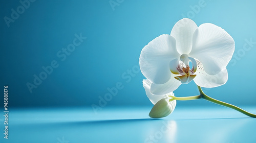 orchid bloom on a soft blue background, with clean lines and ample space for text