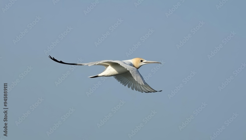 Freedom in flight A seagull soaring through the clear blue sky Freedom in flight A seagull soaring through the clear blue sky