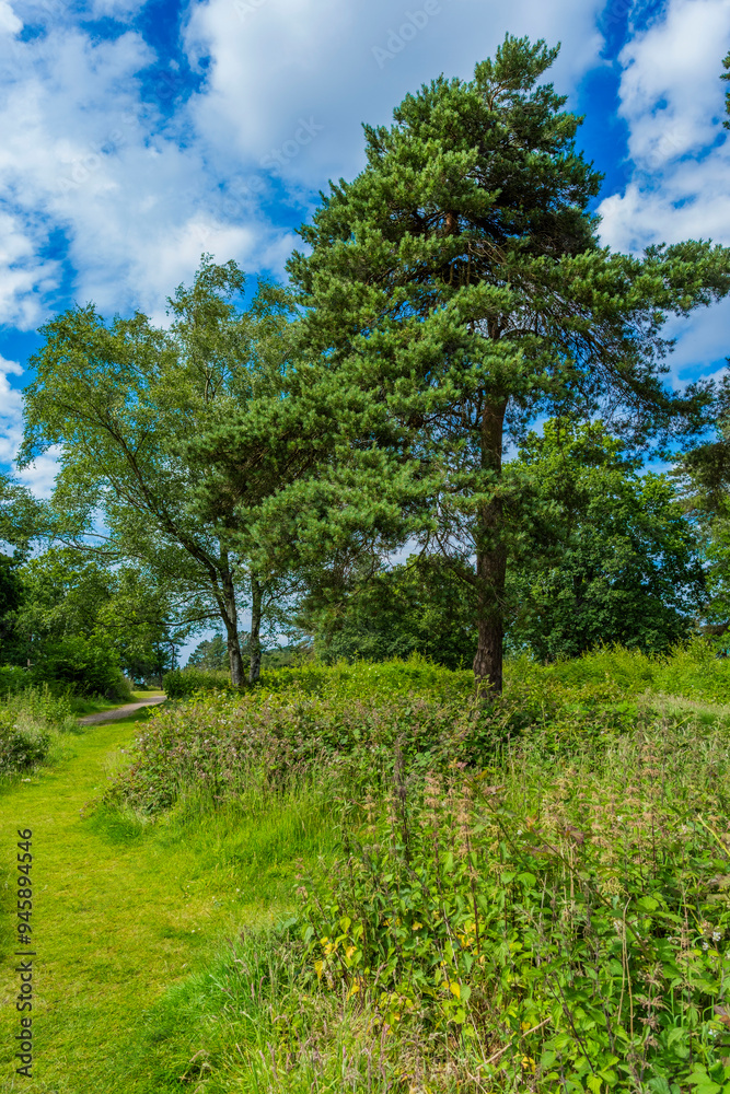 Lickey Hills country Park West Midlands England UK. Lickey Hills country Park West Midlands England UK.