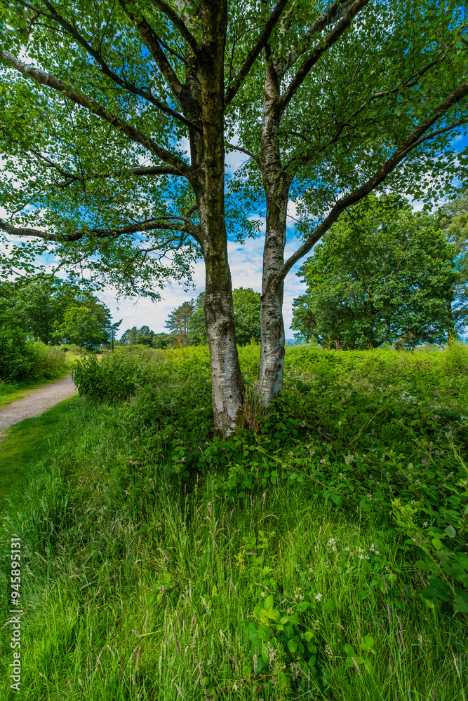 Lickey Hills country Park West Midlands England UK. Lickey Hills country Park West Midlands England UK.